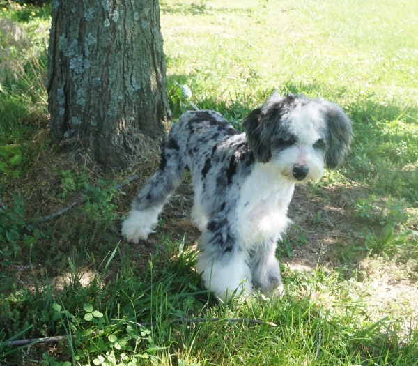 Cardinal Country Monroe