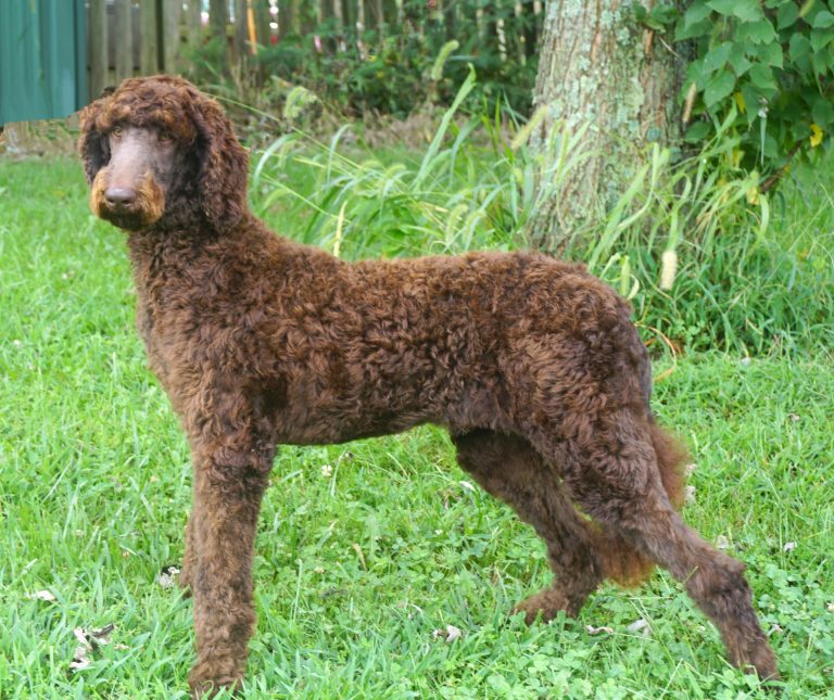 Double R Lance- RETIRED but a sire/grandsire to breeding dogs in our kennel