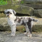 Grey and white aussiedoodle puppy