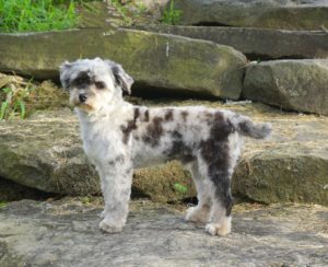 Slate the Aussiedoodle male