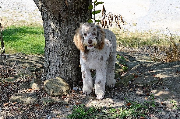 Aimee’s Darling Tigger formerly Double R Tigger