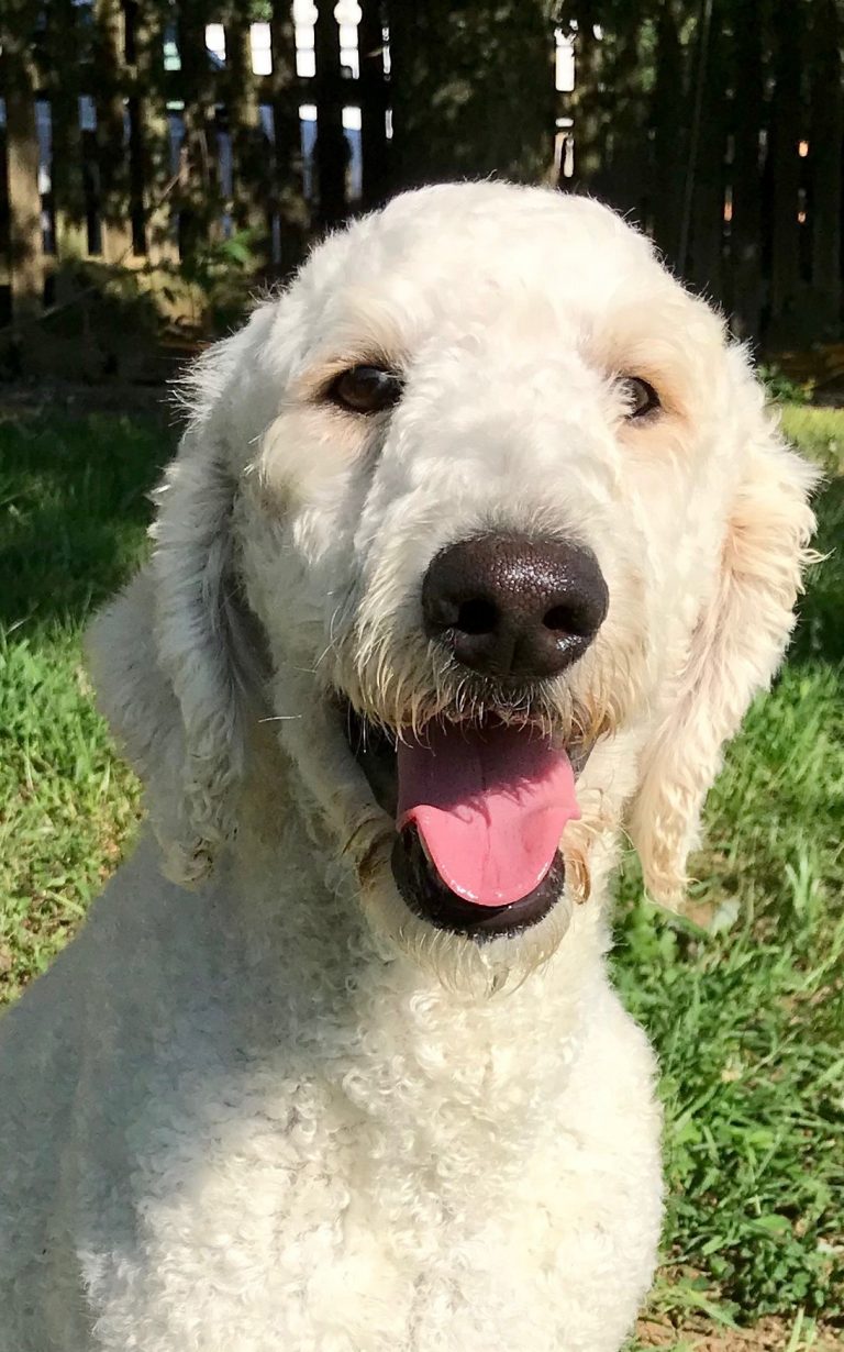 Double R Burke Cream Poodle