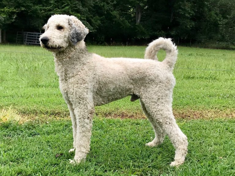 Double R MJ Standard Sable Male Poodle- RETIRED but he is a sire to some of our breeding dogs