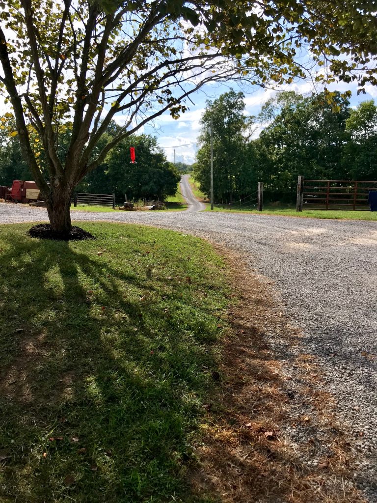 Puppy Transportation Gravel road with tree
