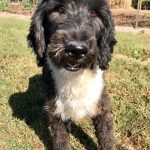Black and white aussiedoodle female