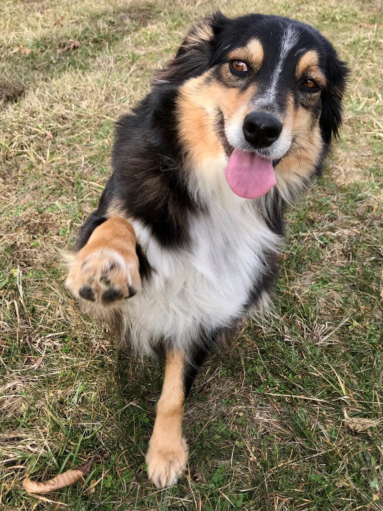 Turveys’ Sweet Molly Mae of Double R