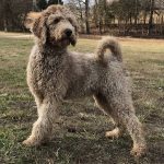 Chocolate standard poodle