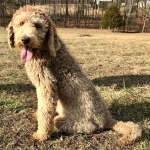 Golden standard poodle