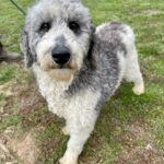 Grey and white Shepaussiedoodle female