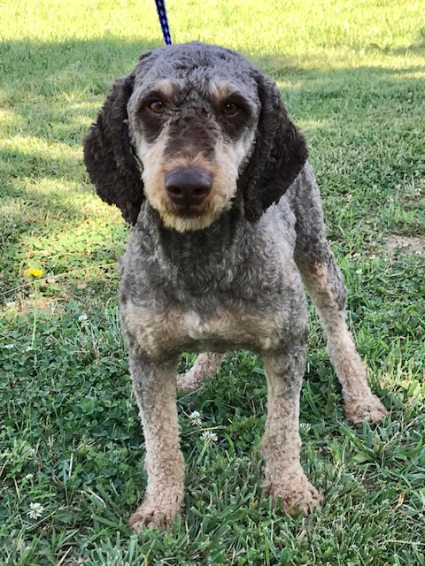 Double R Nickle Back