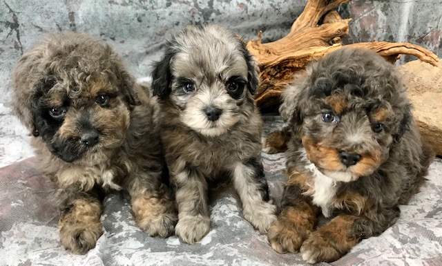 Standard Aussiedoodle Puppies 