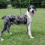 Black and white aussiedoodle male
