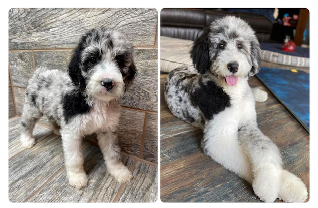 Two black and white aussiedoodles
