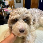 White and brown aussiedoodle female