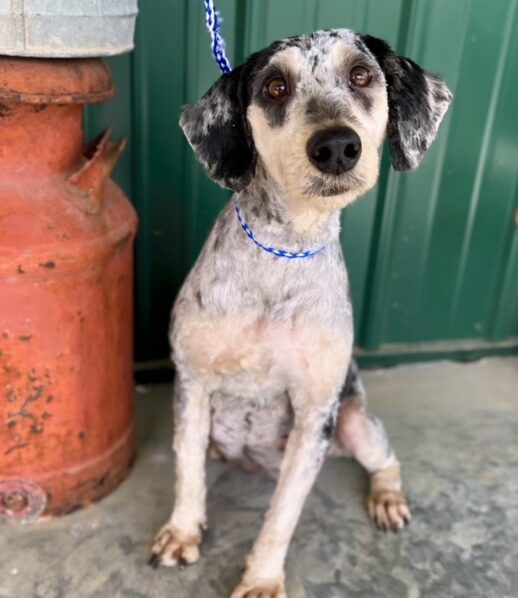 Double R Smoke (shaved for spring but full coat pics will come in the fall) Check out her colors!!