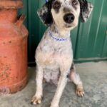 Black and white aussiedoodle female