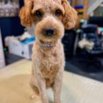 Brown Aussiedoodle male