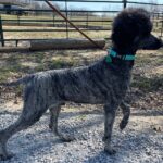 Male black poodle