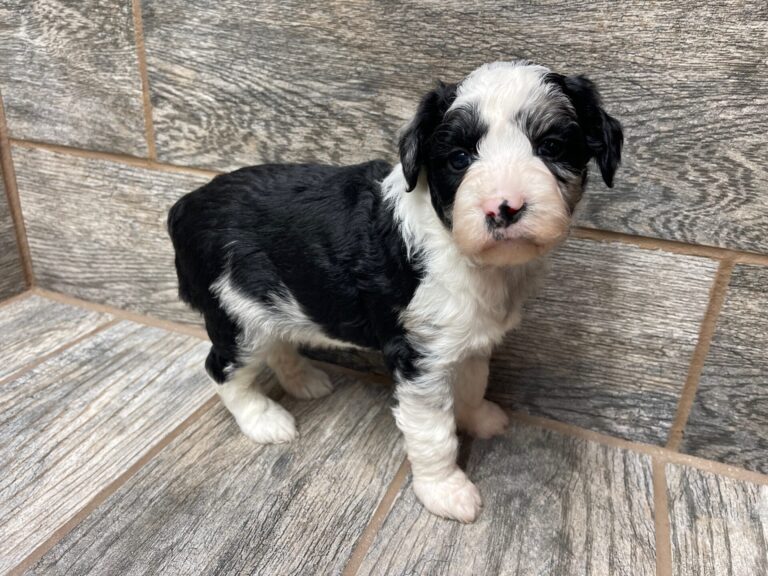 Storm X Merle MINI/MOYEN Aussiedoodles DOB 4/5/25 leave home on 6/6/25