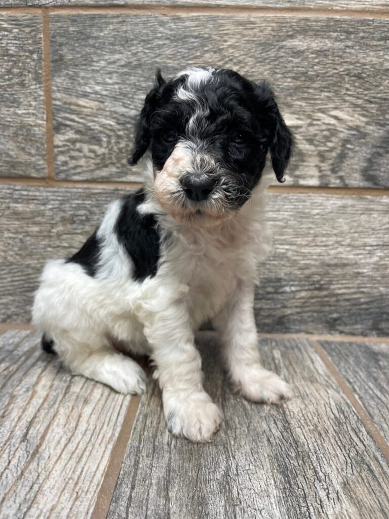 Storm X Merle MINI/MOYEN Aussiedoodles DOB 4/5/25 leave home on 6/6/25