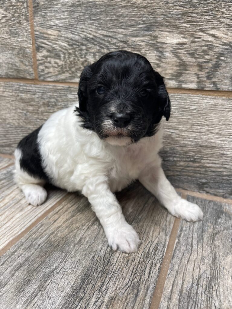 Cheyenne X Tux MINI Aussiedoodles DOB 4/11/25 Leave Home 6/13/25