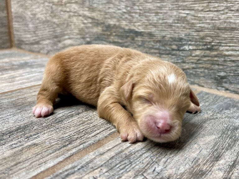 Purdy X NB Mini Aussiedoodles DOB 8/3/25 Leave Home 10/4/25