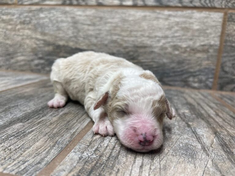 Purdy X NB Mini Aussiedoodles DOB 8/3/25 Leave Home 10/4/25