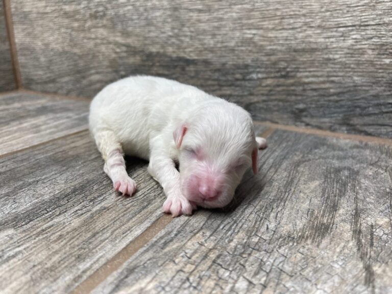 Purdy X NB Mini Aussiedoodles DOB 8/3/25 Leave Home 10/4/25