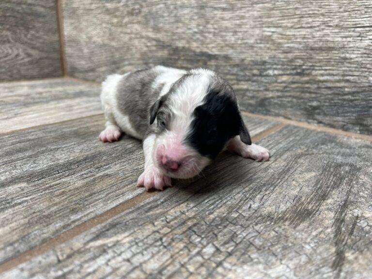 Purdy X NB Mini Aussiedoodles DOB 8/3/25 Leave Home 10/4/25