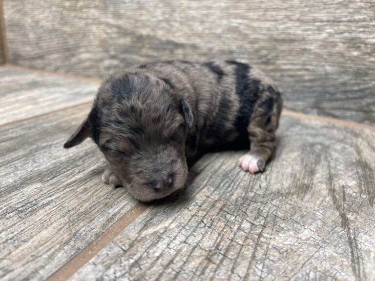 Purdy X NB Mini Aussiedoodles DOB 8/3/25 Leave Home 10/4/25
