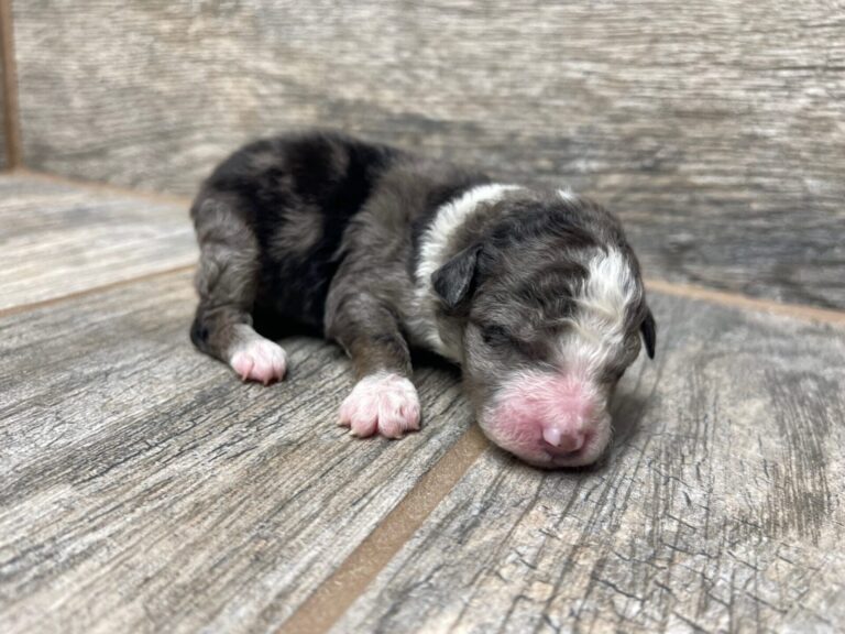 Purdy X NB Mini Aussiedoodles DOB 8/3/25 Leave Home 10/4/25