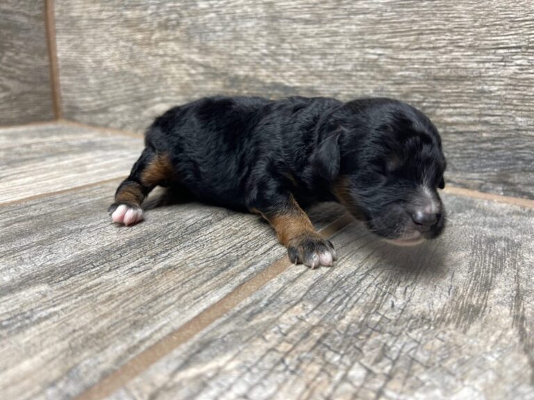 Purdy X NB Mini Aussiedoodles DOB 8/3/25 Leave Home 10/4/25