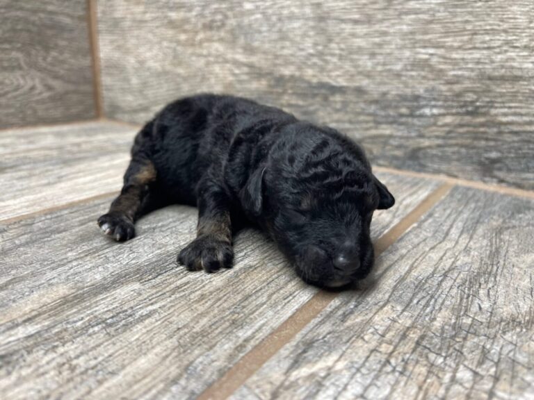 Purdy X NB Mini Aussiedoodles DOB 8/3/25 Leave Home 10/4/25