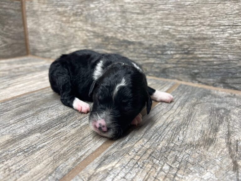 Purdy X NB Mini Aussiedoodles DOB 8/3/25 Leave Home 10/4/25