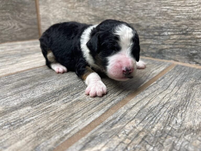 Purdy X NB Mini Aussiedoodles DOB 8/3/25 Leave Home 10/4/25