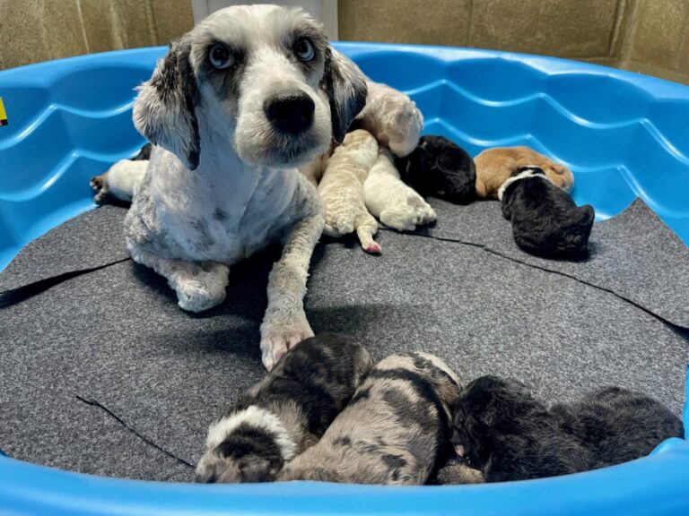 Double R Purdy New Pics coming after puppies are weaned