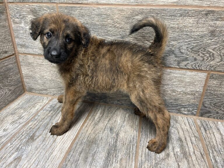 Wendy X Brome Shepadoodles DOB 7/4/25 Leave Home 9/5/25
