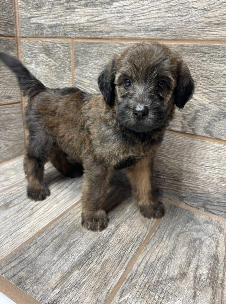 Wendy X Brome Shepadoodles DOB 7/4/25 Leave Home 9/5/25