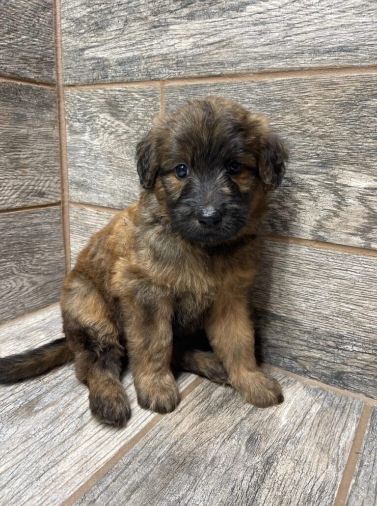 Wendy X Brome Shepadoodles DOB 7/4/25 Leave Home 9/5/25