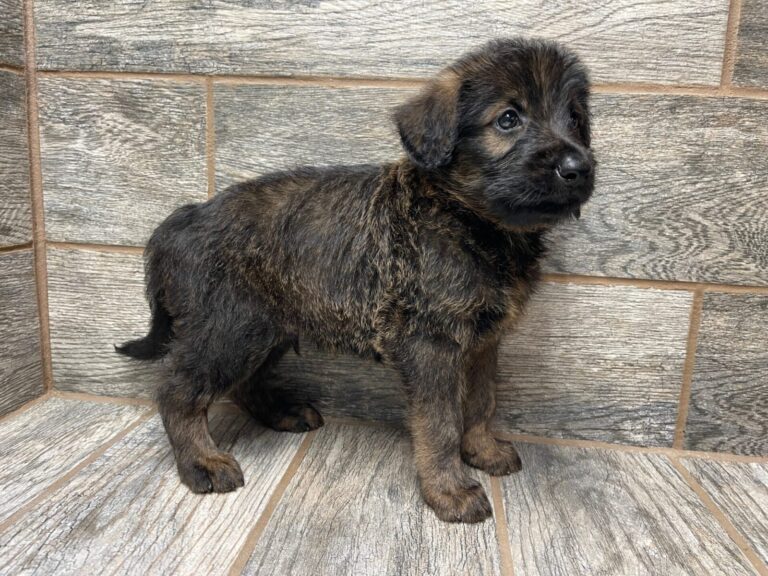 Wendy X Brome Shepadoodles DOB 7/4/25 Leave Home 9/5/25