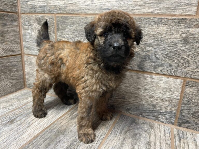 Wendy X Brome Shepadoodles DOB 7/4/25 Leave Home 9/5/25