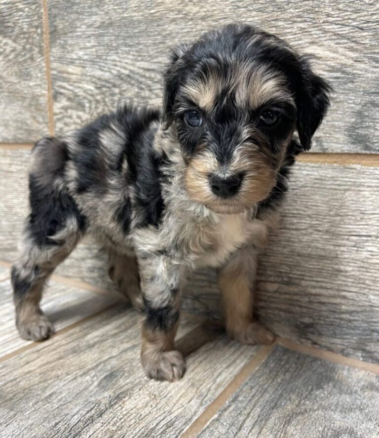 Mable X SI Mini Aussiedoodles DOB 5/26/25 Leave Home 7/25/25