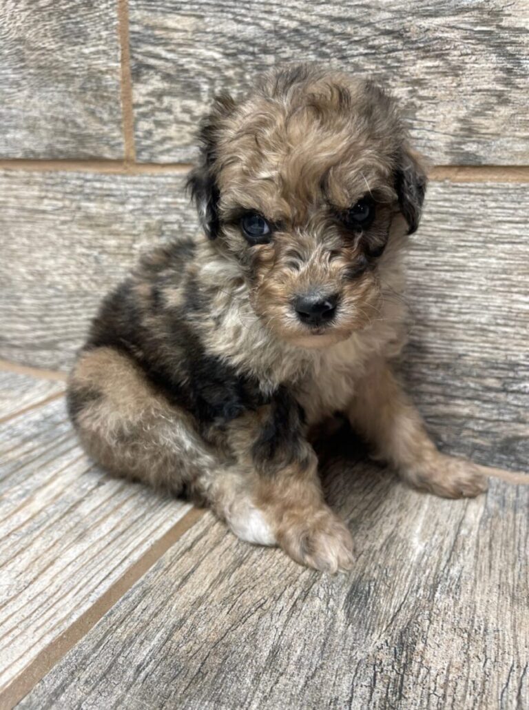 Mable X SI Mini Aussiedoodles DOB 5/26/25 Leave Home 7/25/25