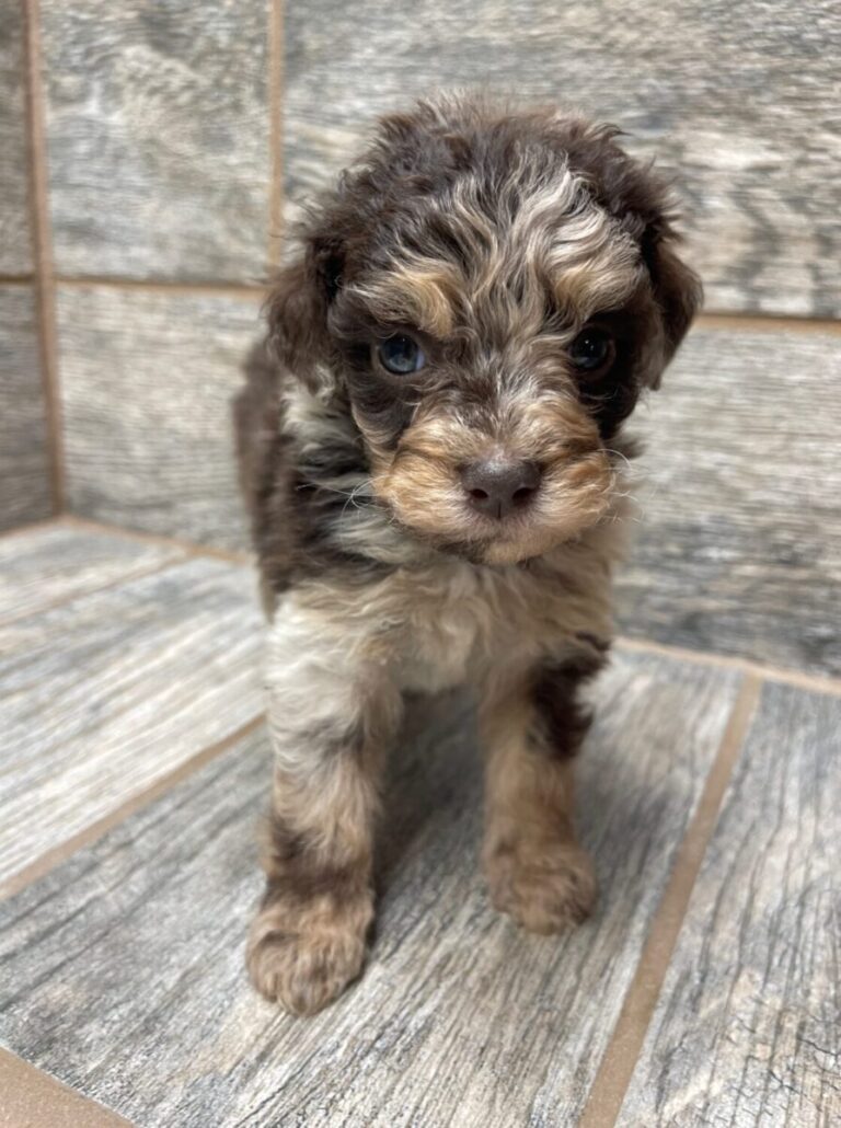 Mable X SI Mini Aussiedoodles DOB 5/26/25 Leave Home 7/25/25