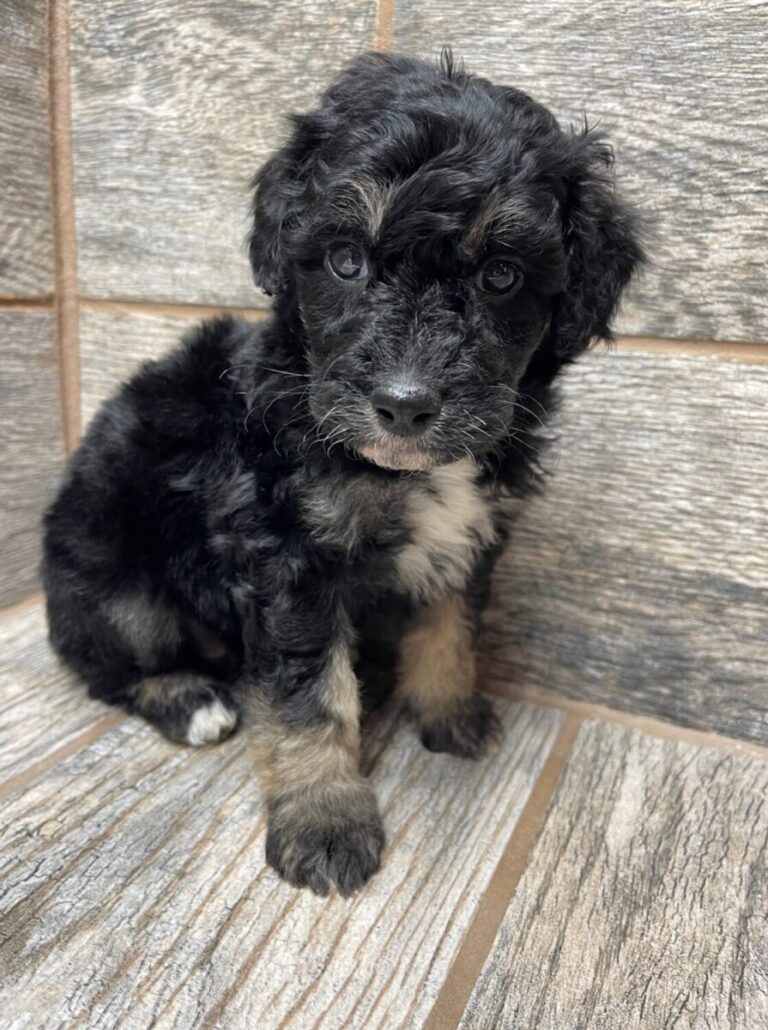 Mable X SI Mini Aussiedoodles DOB 5/26/25 Leave Home 7/25/25
